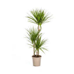 K&k pflanzen Dracaena Marginata Green Ø21cm - ↕120cm (4250308311605)