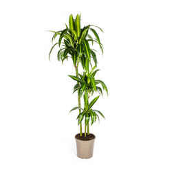 K&k pflanzen Dracaena Deremensis Hawaiian Sunshine Ø24cm - ↕140cm (4250308312824)