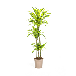 K&k pflanzen Dracaena Deremensis Lemon Lime Ø24cm - ↕140cm (4250308312664)