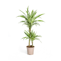 K&k pflanzen Dracaena Deremensis White Stripe Ø19cm - ↕80cm (4250308312725)