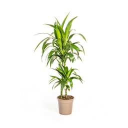 K&k pflanzen Dracaena Deremensis Lisa Ø19cm - ↕80cm (4250308312763)