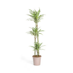 K&k pflanzen Dracaena Deremensis White Stripe Ø24cm - ↕140cm (4250308312749)