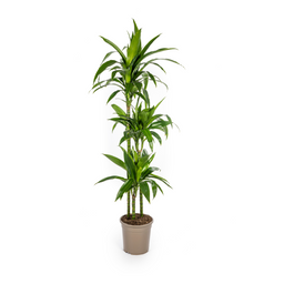 K&k pflanzen Dracaena Deremensis Lisa Ø24cm - ↕140cm (4250308312787)