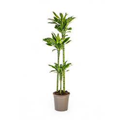 K&k pflanzen Dracaena Fragrans Golden Coast Ø24cm - ↕140cm (4250308314361)