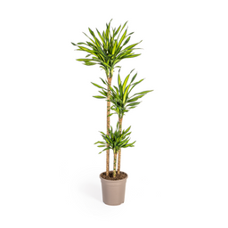 K&k pflanzen Dracaena Deremensis Rikki Ø24cm - ↕140cm (4250308314200)