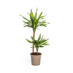 K&k pflanzen Dracaena Deremensis Rikki Ø19cm - ↕80cm (4250308314187)