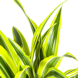 K&k pflanzen Dracaena Deremensis Lemon Lime Ø19cm - ↕80cm (4250308312640)