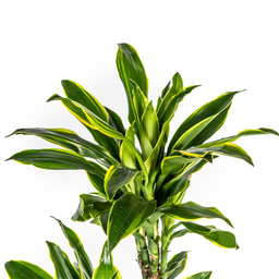 K&k pflanzen Dracaena Fragrans Golden Coast Ø24cm - ↕140cm (4250308314361)