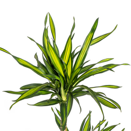K&k pflanzen Dracaena Deremensis Rikki Ø19cm - ↕80cm (4250308314187)
