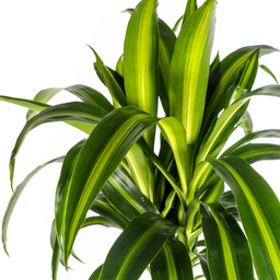 K&k pflanzen Dracaena Deremensis Hawaiian Sunshine Ø24cm - ↕140cm (4250308312824)