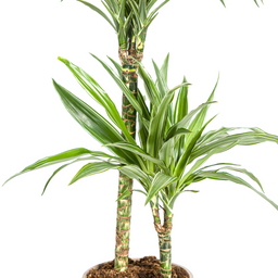 K&k pflanzen Dracaena Deremensis White Stripe Ø19cm - ↕80cm (4250308312725)