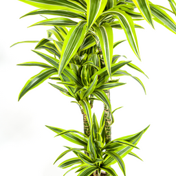 K&k pflanzen Dracaena Deremensis Lemon Lime Ø24cm - ↕140cm (4250308312664)