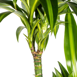 K&k pflanzen Dracaena Deremensis Hawaiian Sunshine Ø24cm - ↕140cm (4250308312824)