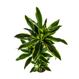 K&k pflanzen Dracaena Fragrans Golden Coast Ø24cm - ↕140cm (4250308314361)