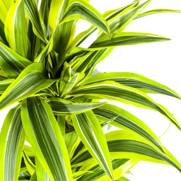 K&k pflanzen Dracaena Deremensis Lemon Lime Ø19cm - ↕80cm (4250308312640)