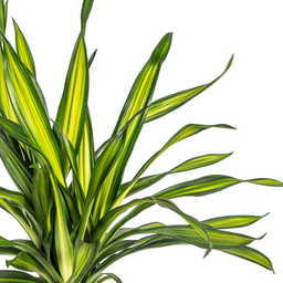 K&k pflanzen Dracaena Deremensis Rikki Ø19cm - ↕80cm (4250308314187)