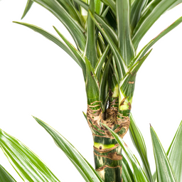 K&k pflanzen Dracaena Deremensis White Stripe Ø19cm - ↕80cm (4250308312725)