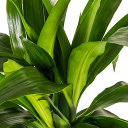 K&k pflanzen Dracaena Deremensis Lisa Ø19cm - ↕80cm (4250308312763)