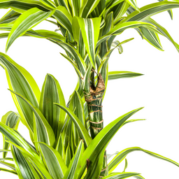 K&k pflanzen Dracaena Deremensis Lemon Lime Ø24cm - ↕140cm (4250308312664)