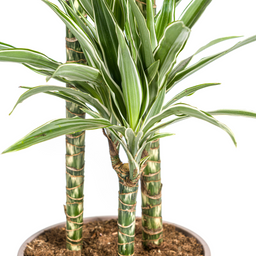 K&k pflanzen Dracaena Deremensis White Stripe Ø24cm - ↕140cm (4250308312749)