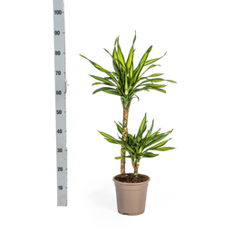 K&k pflanzen Dracaena Deremensis Rikki Ø19cm - ↕80cm (4250308314187)