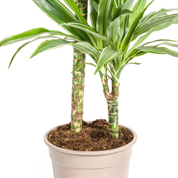 K&k pflanzen Dracaena Deremensis White Stripe Ø19cm - ↕80cm (4250308312725)
