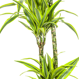 K&k pflanzen Dracaena Deremensis Lemon Lime Ø24cm - ↕140cm (4250308312664)