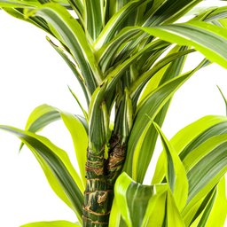 K&k pflanzen Dracaena Deremensis Lemon Lime Ø19cm - ↕80cm (4250308312640)
