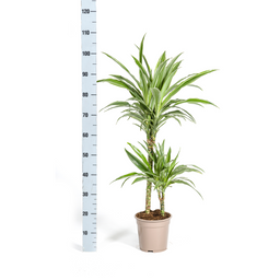 K&k pflanzen Dracaena Deremensis White Stripe Ø19cm - ↕80cm (4250308312725)