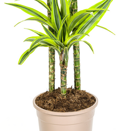 K&k pflanzen Dracaena Deremensis Lemon Lime Ø24cm - ↕140cm (4250308312664)