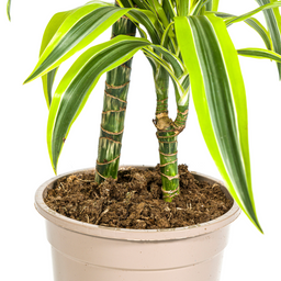 K&k pflanzen Dracaena Deremensis Lemon Lime Ø19cm - ↕80cm (4250308312640)