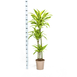 K&k pflanzen Dracaena Deremensis Lemon Lime Ø24cm - ↕140cm (4250308312664)