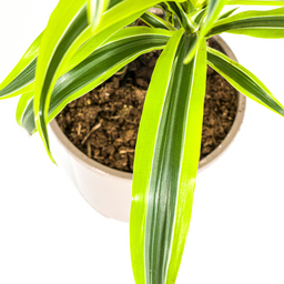 K&k pflanzen Dracaena Deremensis Lemon Lime Ø19cm - ↕80cm (4250308312640)