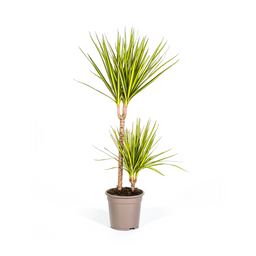 K&k pflanzen Dracaena Marginata Sunray Ø19cm - ↕80-100cm (4250308314736)
