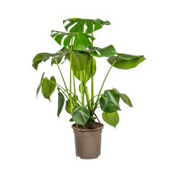 K&k pflanzen Monstera Deliciosa Tauerii Ø21cm - ↕80cm (4250308316488)