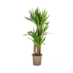 K&k pflanzen Yucca Elephantipes Ø21cm - ↕100cm (4250308315597)