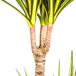K&k pflanzen Dracaena Marginata Sunray Ø19cm - ↕80-100cm (4250308314736)