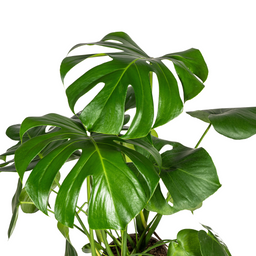 K&k pflanzen Monstera Deliciosa Tauerii Ø21cm - ↕80cm (4250308316488)