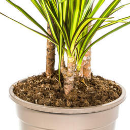 K&k pflanzen Dracaena Marginata Sunray Ø21cm - ↕100-110cm (4250308314774)