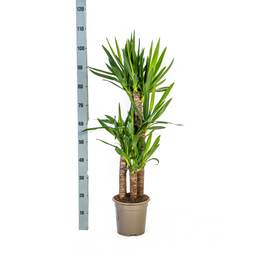K&k pflanzen Yucca Elephantipes Ø21cm - ↕100cm (4250308315597)