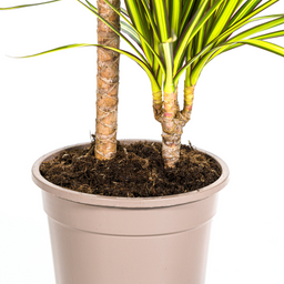K&k pflanzen Dracaena Marginata Sunray Ø19cm - ↕80-100cm (4250308314736)