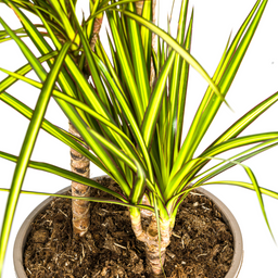K&k pflanzen Dracaena Marginata Sunray Ø21cm - ↕100-110cm (4250308314774)