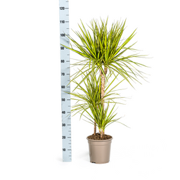K&k pflanzen Dracaena Marginata Sunray Ø21cm - ↕100-110cm (4250308314774)