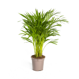 K&k pflanzen Dypsis Areca Lutescens Ø19cm - ↕90cm (4250308315009)