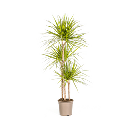 K&k pflanzen Dracaena Marginata Sunray Ø24cm - ↕140cm (4250308314781)