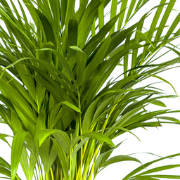 K&k pflanzen Dypsis Areca Lutescens Ø19cm - ↕90cm (4250308315009)