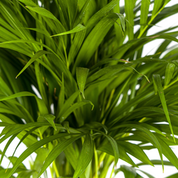 K&k pflanzen Dypsis Areca Lutescens Ø19cm - ↕90cm (4250308315009)