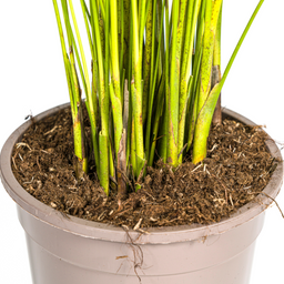 K&k pflanzen Dypsis Areca Lutescens Ø19cm - ↕90cm (4250308315009)