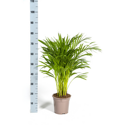 K&k pflanzen Dypsis Areca Lutescens Ø19cm - ↕90cm (4250308315009)