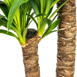 K&k pflanzen Yucca Elephantipes Ø19cm - ↕80cm (4250308315627)